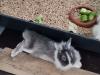 Löwenköpfchen Zwergkaninchen Hasen 