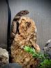 Leopardgeckos 0.3. inkl. Terrarium und Zubehör