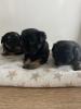 Chihuahua-Mix weibchen suchen ein Zuhause 