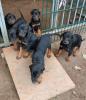 Dobermannwelpen