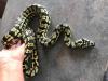 Dschungel Teppichpython Morelia Spilota Cheynei mit Hochterrarium 