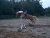 Reitbeteiligung  Reiter sucht Pferd 