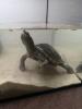 2 Wasserschildkröten 