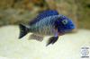 Suche diesen Tropheus