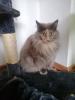Main Coon Katze sucht neues Zuhause 