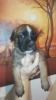 zuckersüße Boxer Mix Welpen