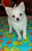 Chihuahua Welpe (Langhaar) Rüde