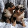 Australian Shepherd Welpen 