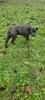 Cane Corso Welpen
