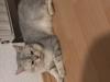 Bkh Deckkater