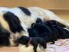 Neufundländer /  Landseer Welpen von privaten Züchter