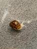 Lissachatina fulica /  Lissachatina reticulata , ,  White Jade , , 