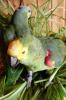 Blaustirnamazonen Pärchen  abzugeben 