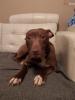 Lieber,  brauner,  männlicher,  stubenreiner 1jähriger Pitbull zu verkaufen