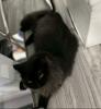 Wunderschöne  britische perser mix Katze  männlich
