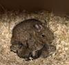Degu Nachwuchs 