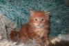 Superniedliche,  plüschige Maine Coon Kitten