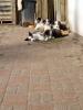 Bobtail-Collie mix Welpen