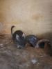 2 männliche Degus abzugeben 