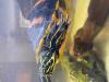 Wasserschildkröte sucht neues Heim!