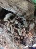 Brachypelma Albopilosum 5 Jahre adultes Weibchen vom Händler/ Züchter