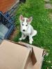 Reinrassige Siberien Husky ein Weibchen noch abzugeben 