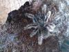 Tliltocatl albopilosum Subadult 6 - 6, 5cm KL unbestimmt (Kraushaar-Vogelspinne)