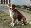 Deckrüde Border Collie x Australien Shepherd - Kein Verkauf