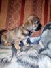 pekinese mischlinge