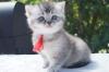 reinrassige Britisch Kurzhaar Kitten,  BKH vom Kragener Eck