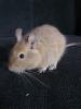 Degus günstig abzugeben 