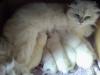 BKH Thai Kitten 