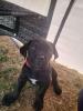 Verkaufe cane corso Mädchen 