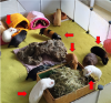 Glatthaar und Crested,  weiblich,  Jungtiere zu VERSCHENKEN