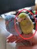 Vermisst,  Sperlingspapagei entflogen