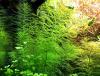 Guyana Tausendblatt,  Bündel,  Aquarienpflanzen (Versand/  Abholung)