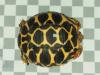 indische Sternschildkröten Nachzuchten 07.2022