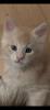 Maine Coon in Creme Silber