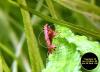 Red Fire Garnele,  Zwerggarnele,  reinerbig,   9€/  10 Stck.  (Versand/  Abholung)