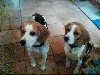 zwei süße Beagledamen