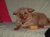 jemand gesucht die mit  unsere hund gassie geht