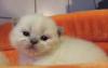 BKH-Highlander Kitten in point