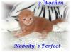 typvolle,  süße Maine Coon Kitten mit Ahnentafel