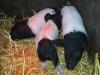 Sattelschwein/  Landrasse