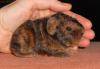 Junge Rasse-und Hausmeerschweinchen