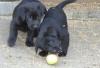 Labrador reinrassig Welpen