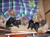 Pitbull reinrassige Welpen