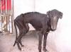 gequälte Galgos brauchen Hilfe