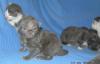 Maine Coon