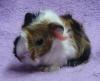 Meerschweinchen,  Rosetten,  Peruaner,  Shelties